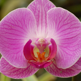 Orhideea - natura la superlativ